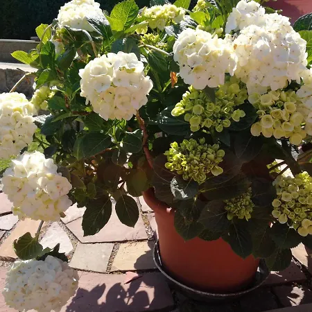 Quarto em Acomodações Particulares An Den Vogelwiesen Kassel